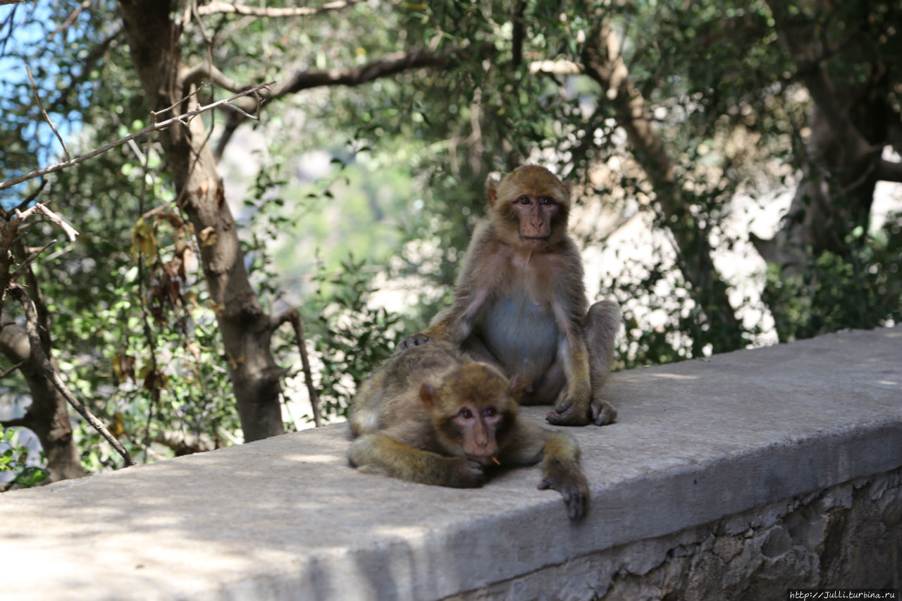 Пик обезьян и мыс Углерода в Северной Африке Беджаия, Алжир
