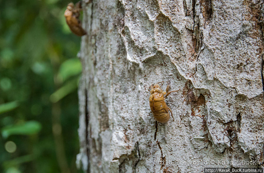 Цикадные жуки Флорес, Гватемала