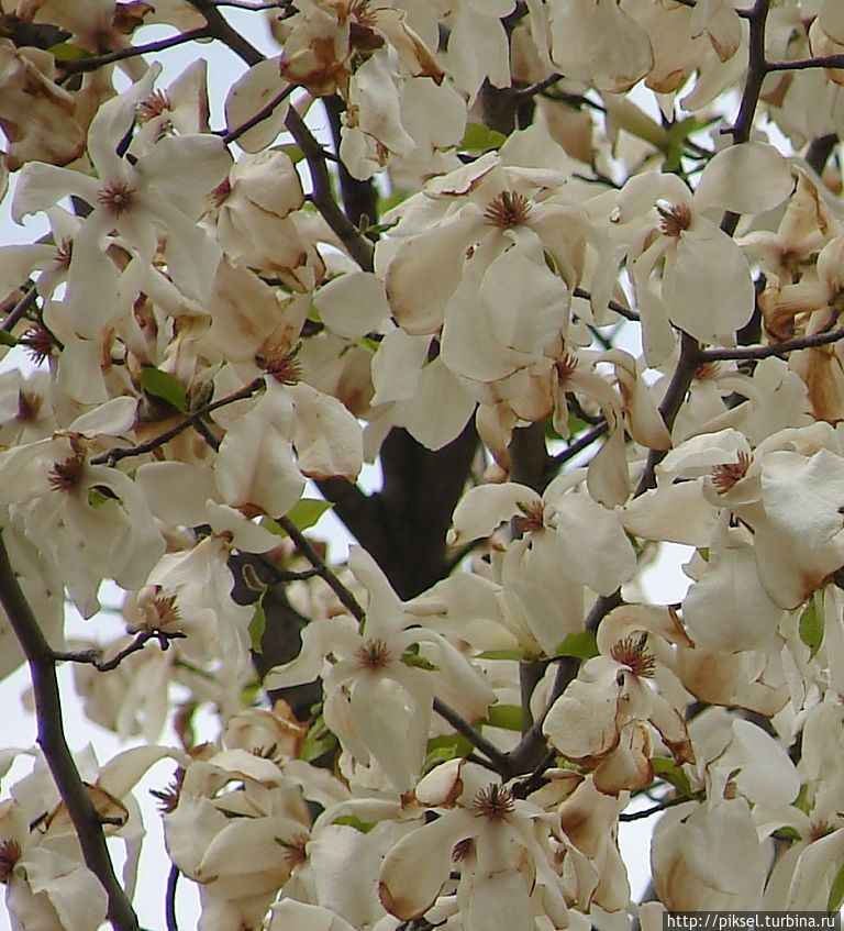 Весенняя феерия Певческого поля Киев, Украина