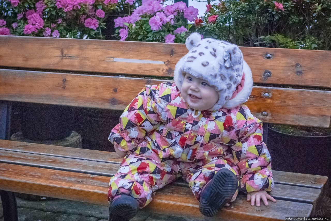 Среди азалий Рига, Латвия