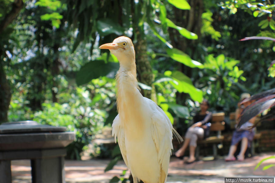 Парк птиц Куала-Лумпур, Малайзия