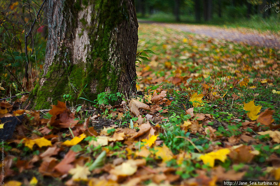 Пойманная неуловимая осень в парке Александрия Петергоф, Россия