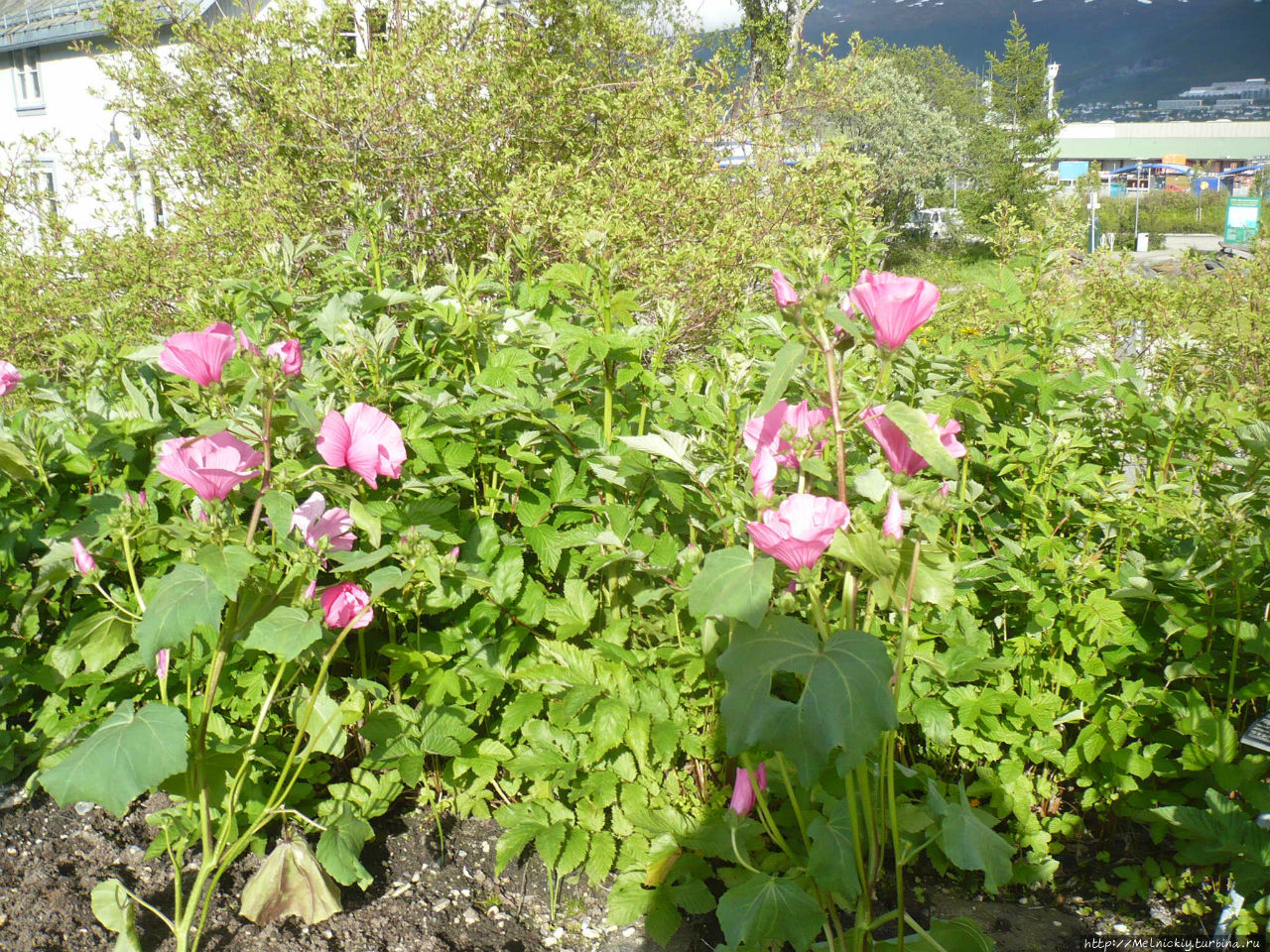 Арктическо-альпийский ботанический сад Тромсё, Норвегия
