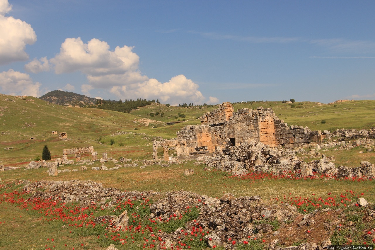 Маковый цвет турецкого берега Сиде, Турция