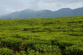 Чайные   плантации   у   основания    вулкана.  По   площади   они   огромны   и   являются   самыми   большими  в   Индонезии.