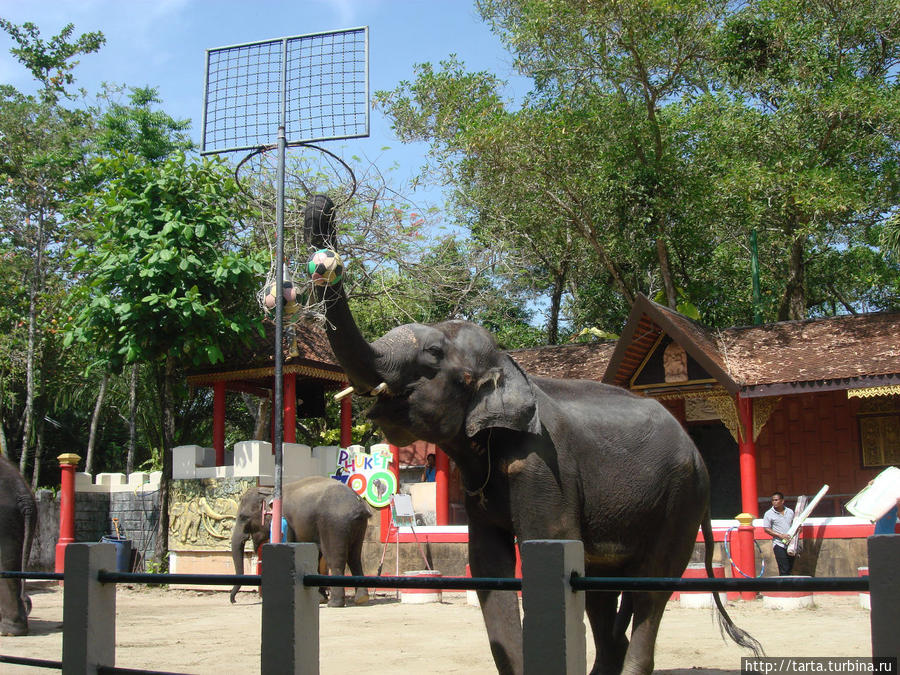 Добро пожаловать в зоопарк! Пхукет, Таиланд