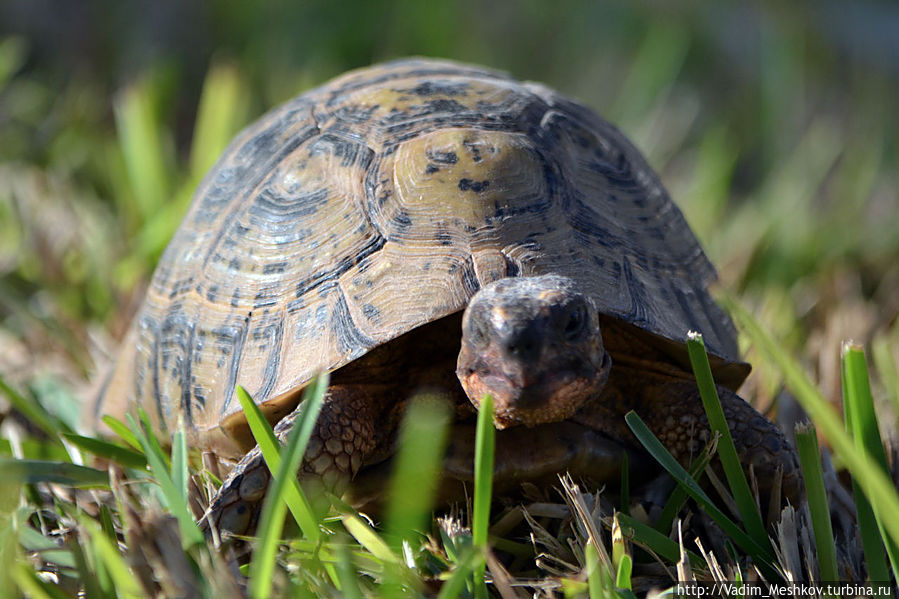 Черепаха