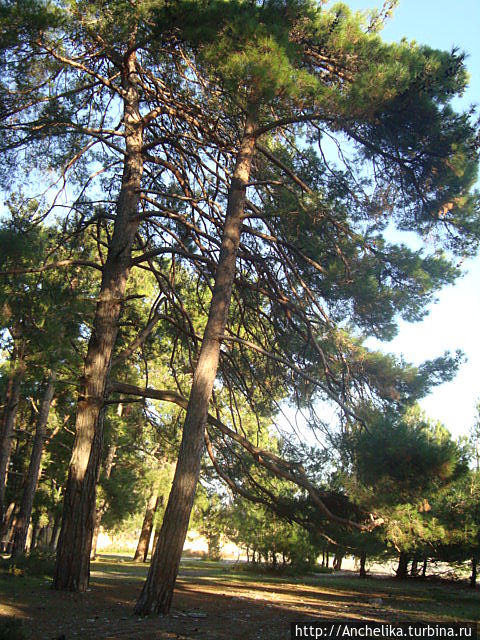 Сосны на берегу. Лидзава.