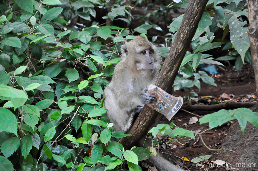 Животное со стаканом. Кстати о жажде, настоятельно рекомендую захватить с собой воду, подъем в гору, плюс конечно же жара, заставят распрощаться с накопленной в организме влагой еще на первых паре сотен ступеней.