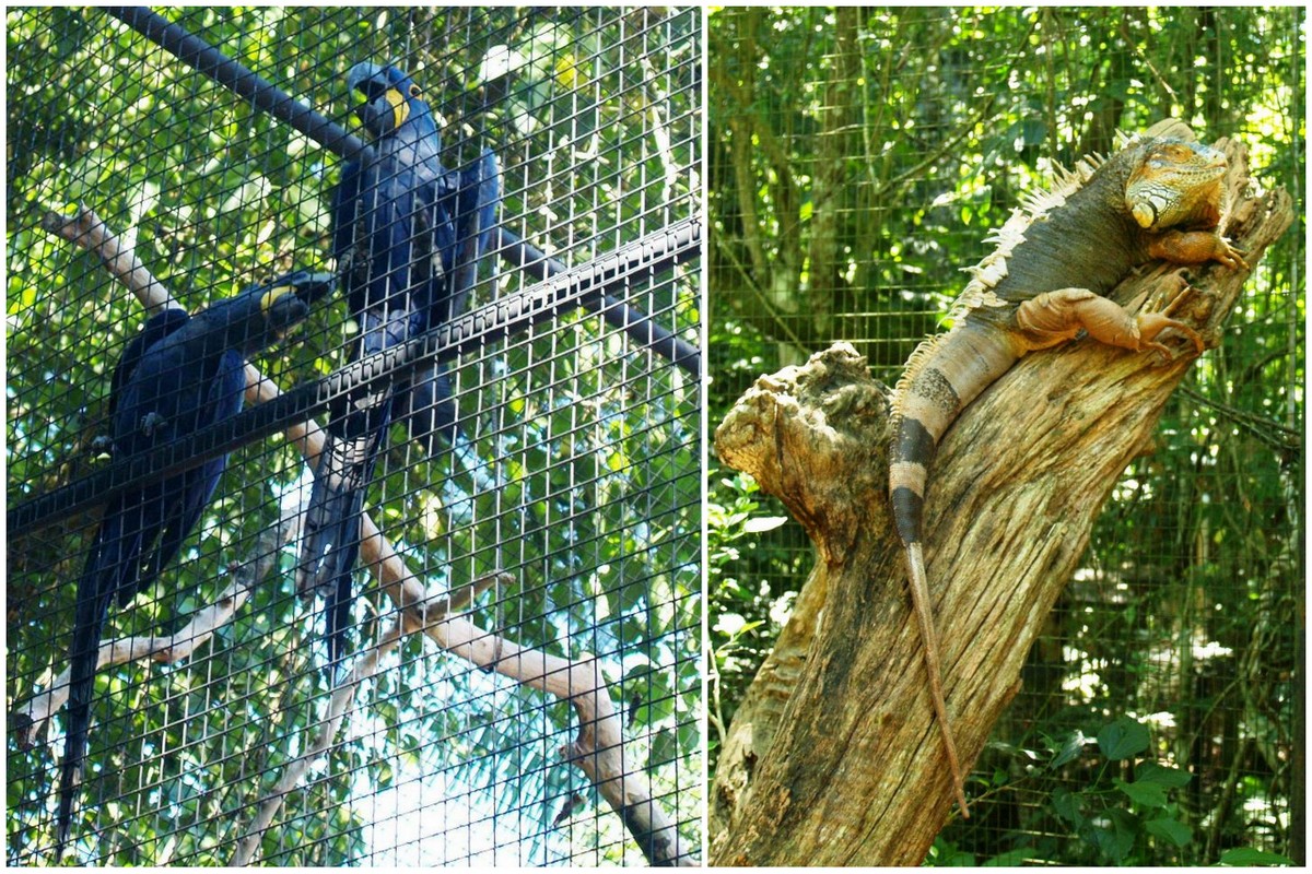 Парк птиц Фос-ду-Игуасу, Бразилия