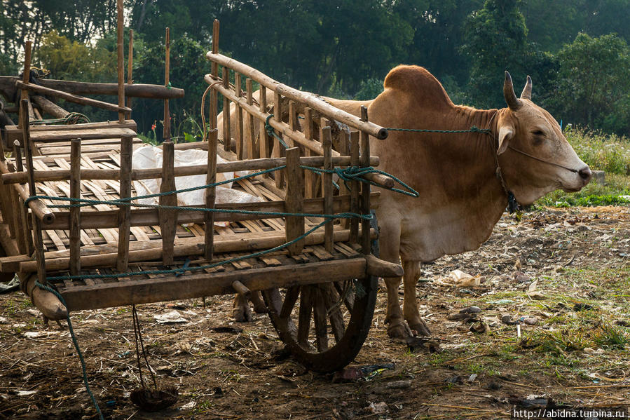 Рынок на озере Инле. День 2 Озеро Инле, Мьянма