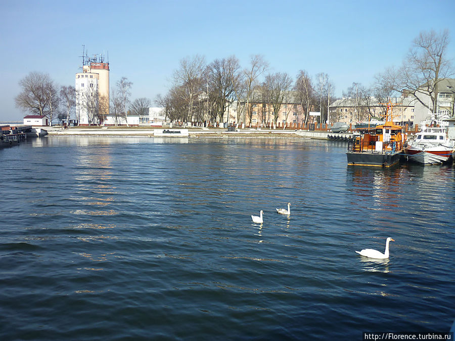 Лебеди Балтийска