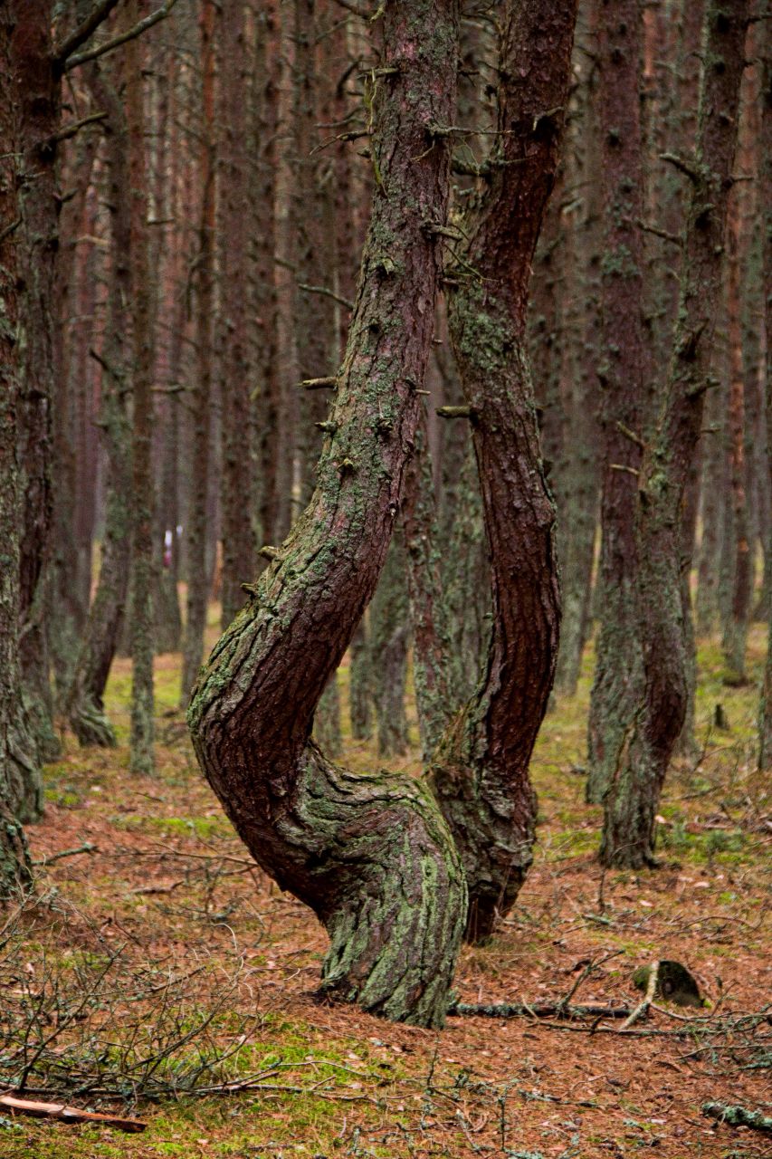 Танцующий лес. Куршская коса