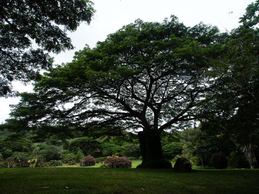 В ботаническом саду больше всего понравились вот эти деревья с очень красивыми кронами. Остров Кауаи, CША