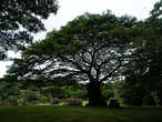 В ботаническом саду больше всего понравились вот эти деревья с очень красивыми кронами.