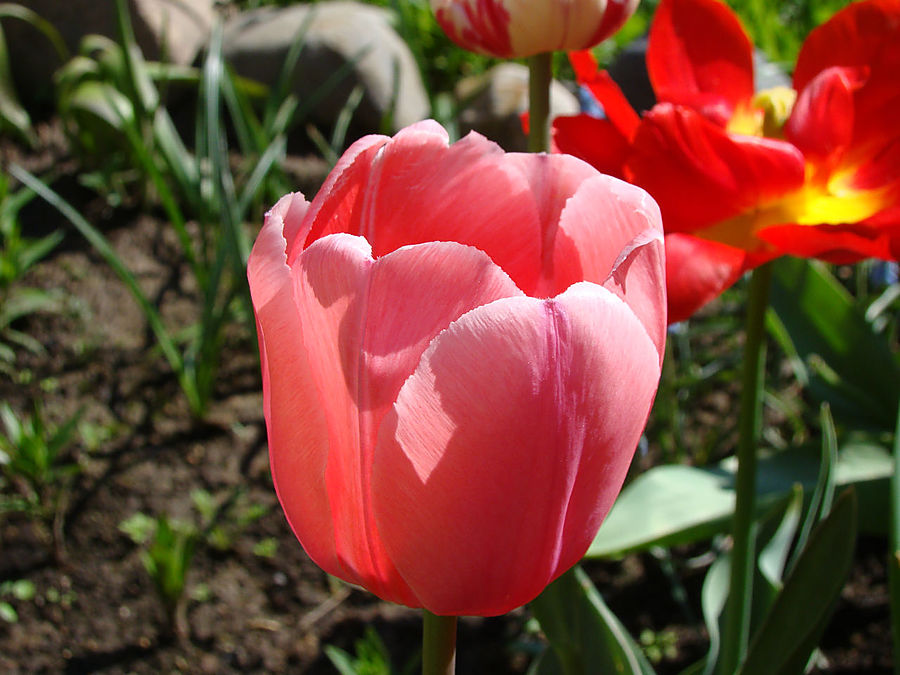 Девочки! Весна! Москва, Россия