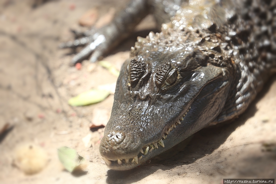 Зоопарк Лимы Лима, Перу