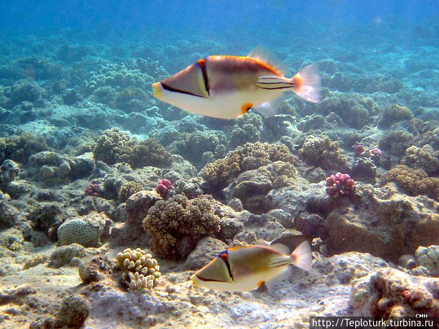 Красное море — живое чудо Шарм-Эль-Шейх, Египет