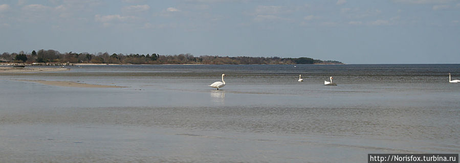 Весной, при кликах лебединых Юрмала, Латвия