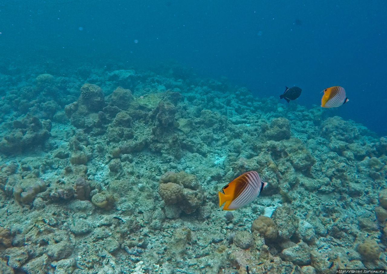Подводный риф Фуравери, Мальдивские острова