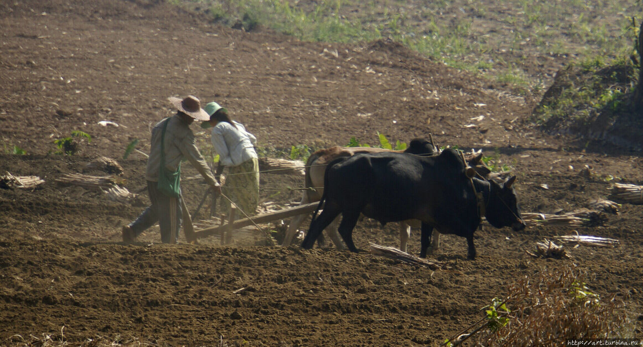 где нередко ещё можно встретить такую картину. Озеро Инле, Мьянма