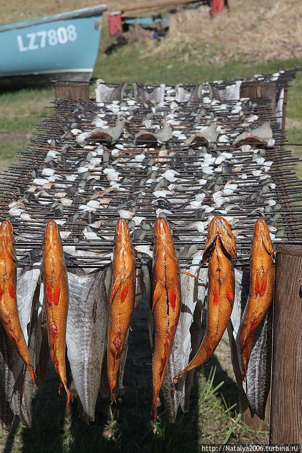 В Павилосте нас угощали копченой рыбкой. Можно заказать и вам закоптят рыбку в определенному часу. А можно поучаствовать в мастер-классе копчения рыбы.
GPS: 56°53’22N   21°10’20E Латвия