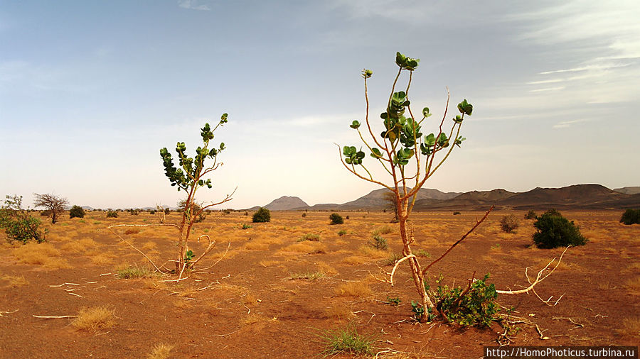 пустынное Адамово яблоко Акжужт, Мавритания