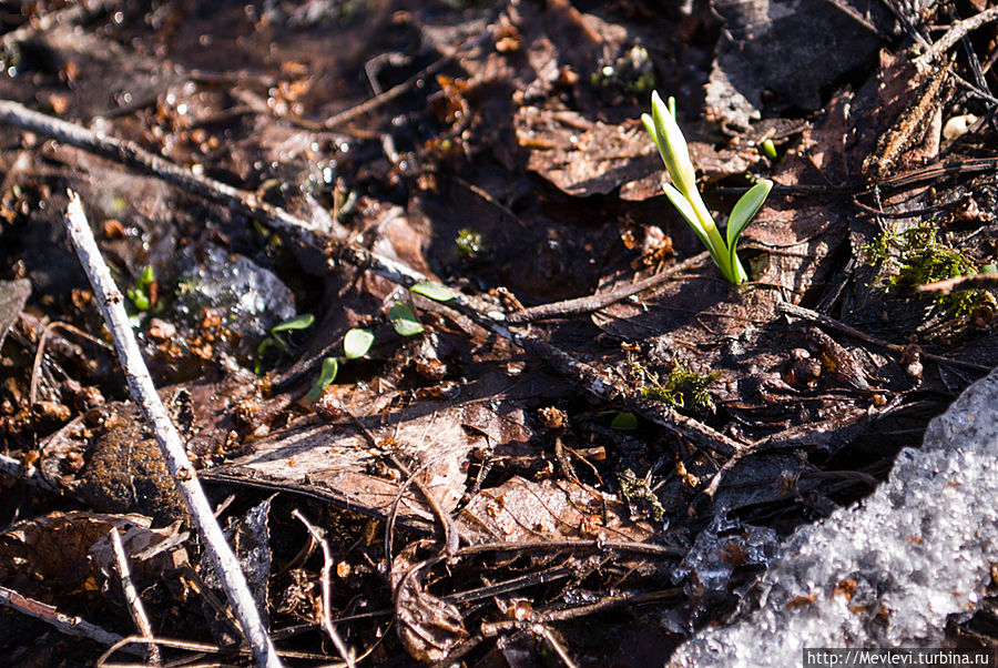 Весна пришла в ботанический Рига, Латвия
