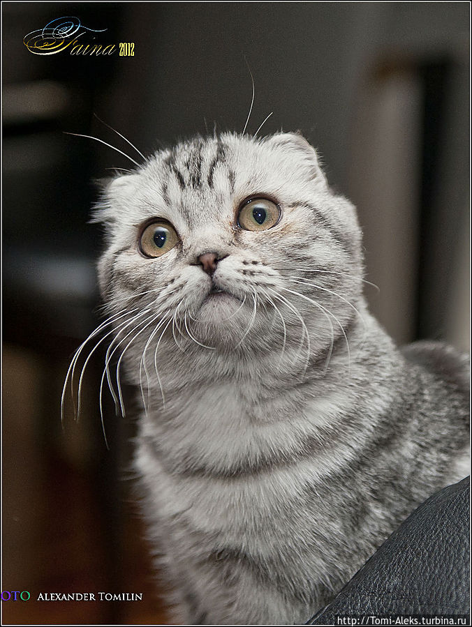 Пушистый мутант из Шотландии