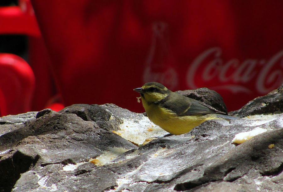 Канарская синичка — Лазоревка тенерифская