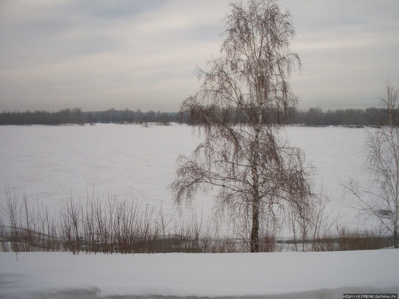 Лебединая песня из Алтайской зимовки Бийск, Россия