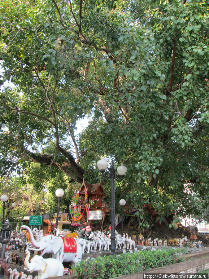 Священное дерево в центре города
