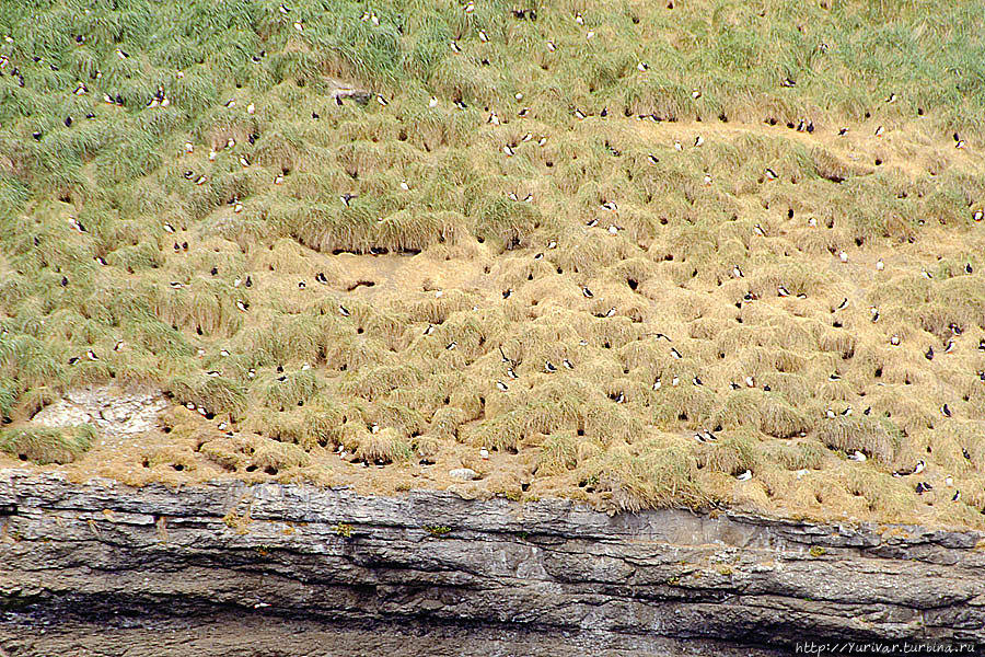 Вот здесь на склоне берега и живут тупики-паффины. Каждая пара роет клювом и лапами среди камней свое гнездо. Из интернета Хусавик, Исландия