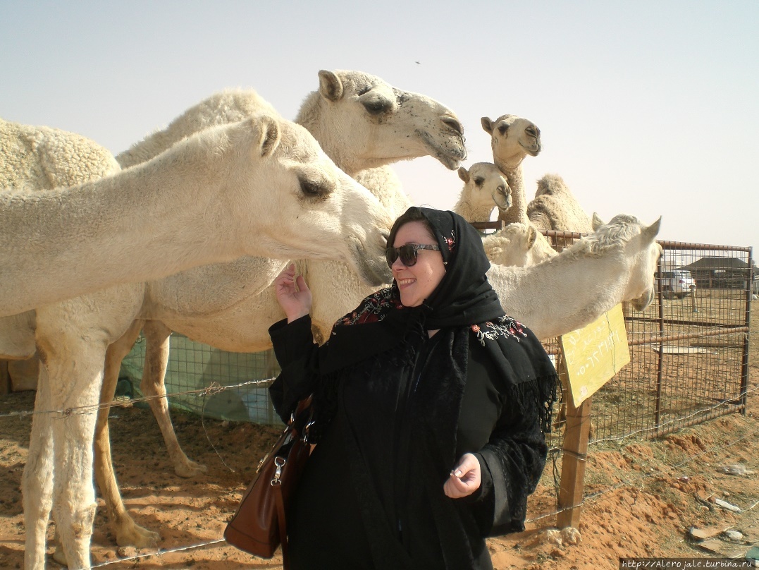 Бахрейн — идем навстречу верблюдам Мадинат-Иса, Бахрейн
