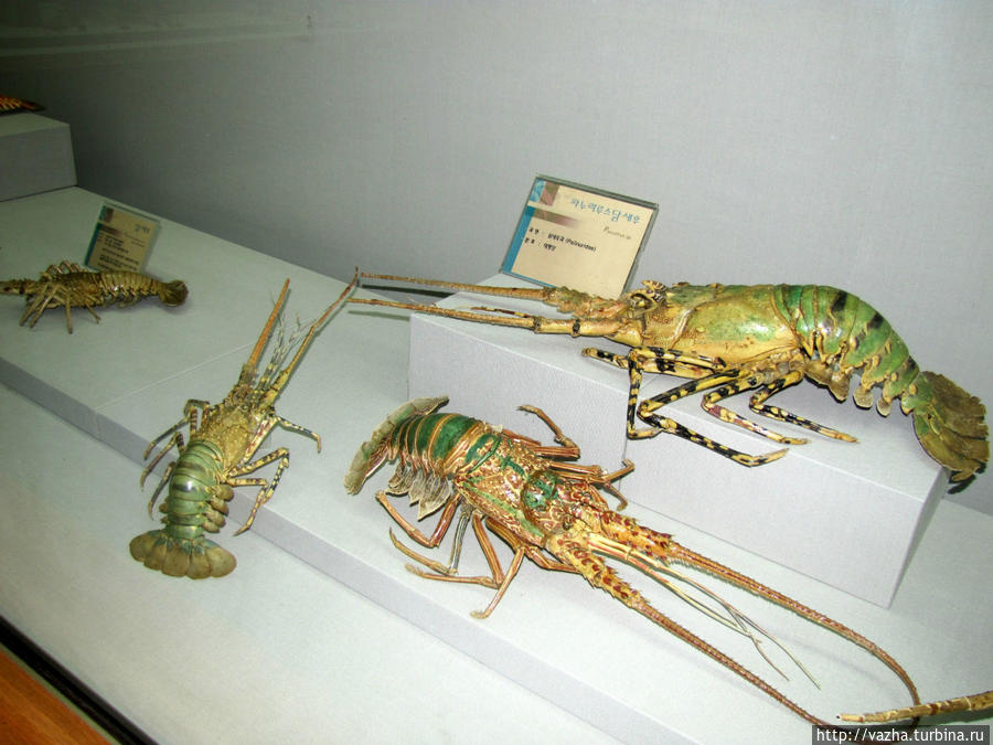 Морской музей естественной истории Пусана. Первая часть. Пусан, Республика Корея