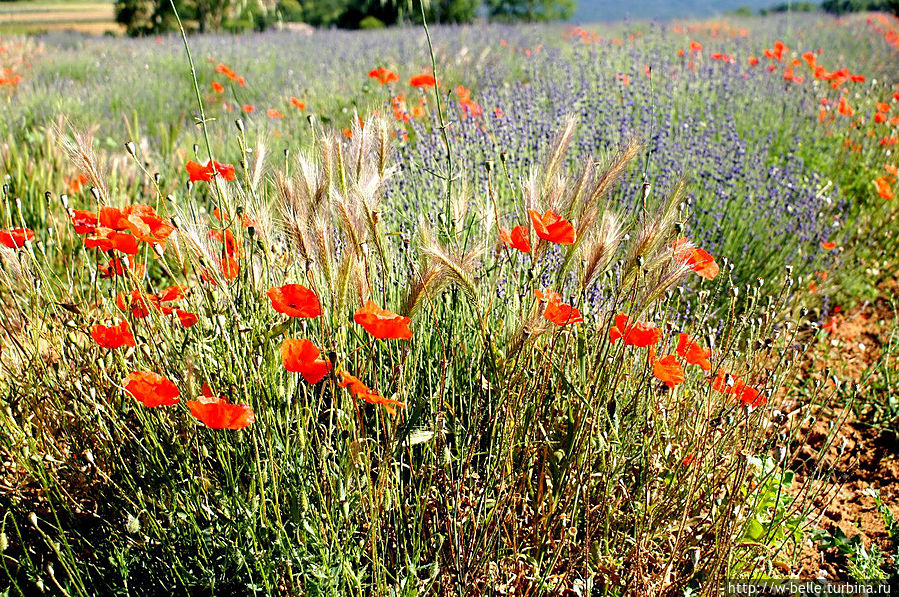 Цветотерапия по-провансальски: я поля влюбленным постелю... Прованс-Альпы-Лазурный берег, Франция