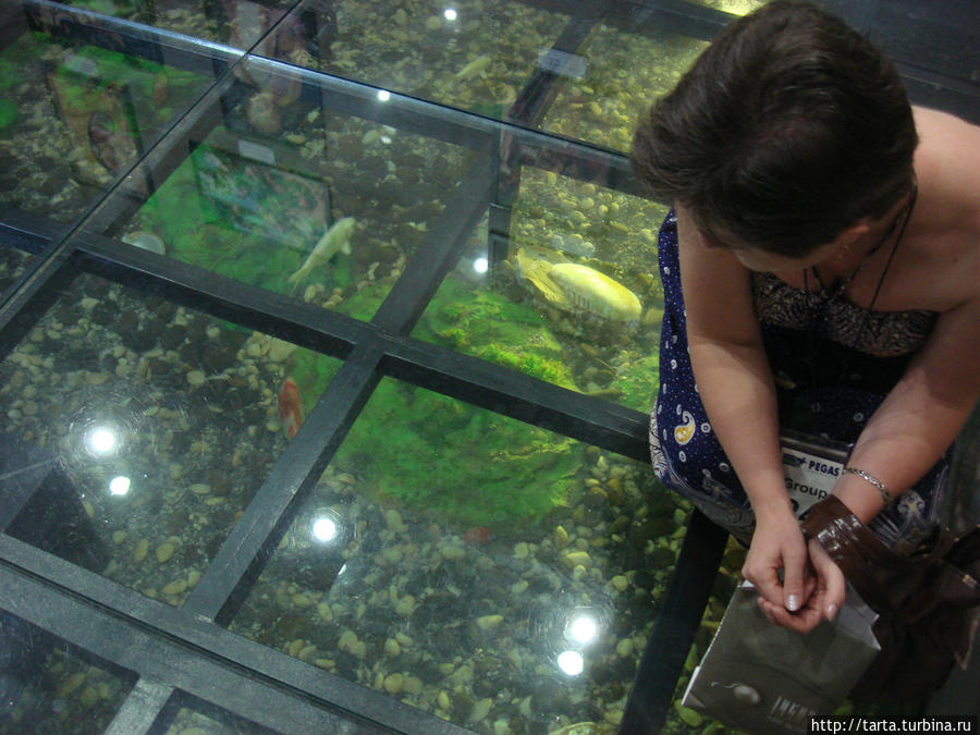 В центре жемчуга стеклянный пол, сквозь который можно посмотреть на плавающих рыбок Пхукет, Таиланд