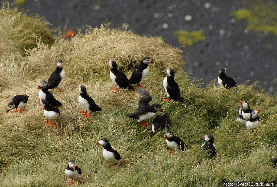 Тупик -удивительная птичка, один из символов Исландии Исландия