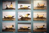 Образцы поведения и жестикуляции исландских тюленей