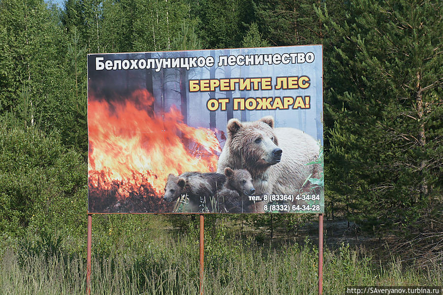 Родственники пылающего медведя мирно пасутся Россия