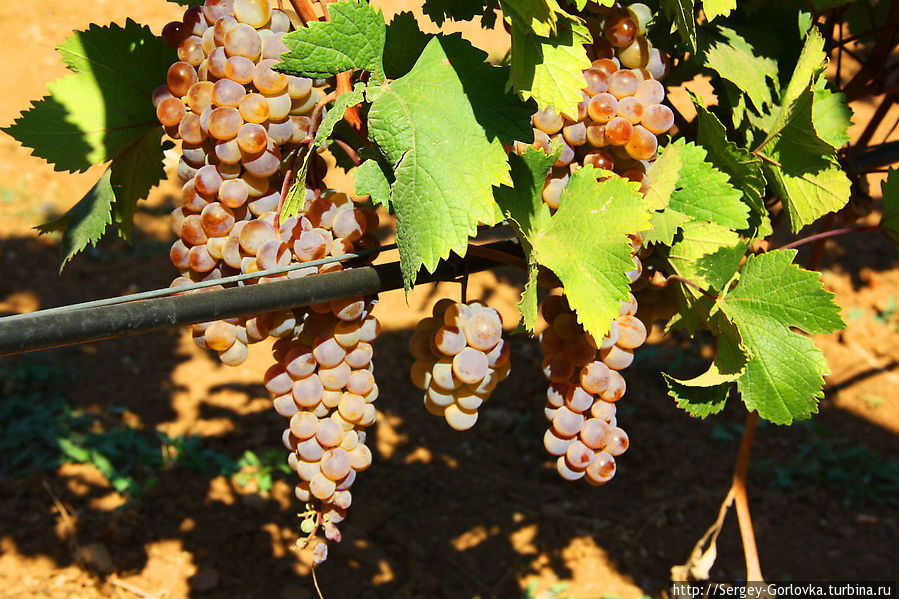 Золотая Амфора 2012 Песчаное, Россия