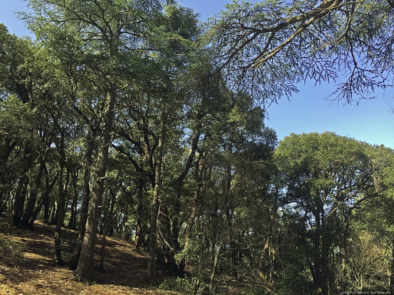 Гуро (кедровый лес) Кедр Гуро лес, Марокко