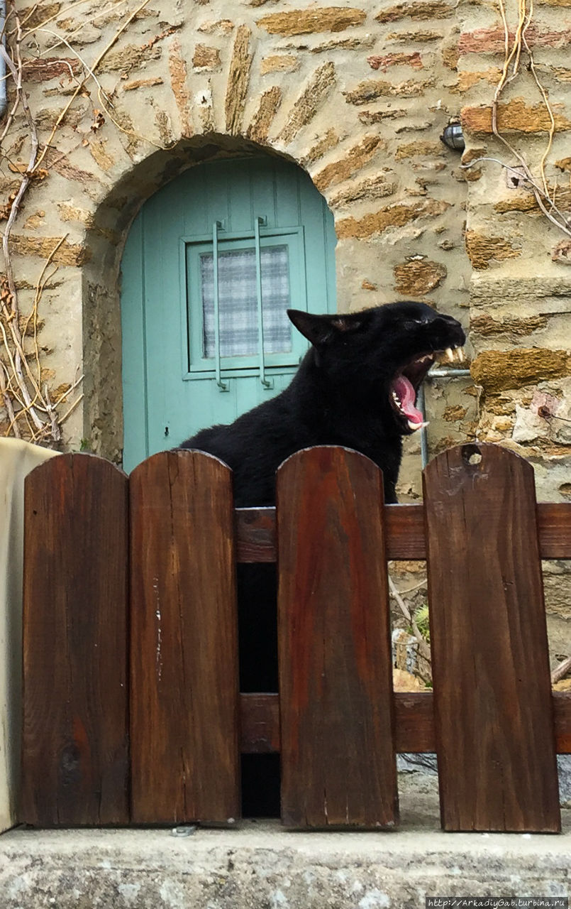 Даже натренированные, сторожевые коты ничего не смогли сделать с превосходящими силами противника Борм-ле-Мимоза, Франция