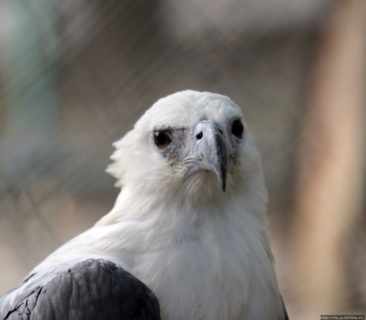 Зоопарк Манилы Манила, Филиппины