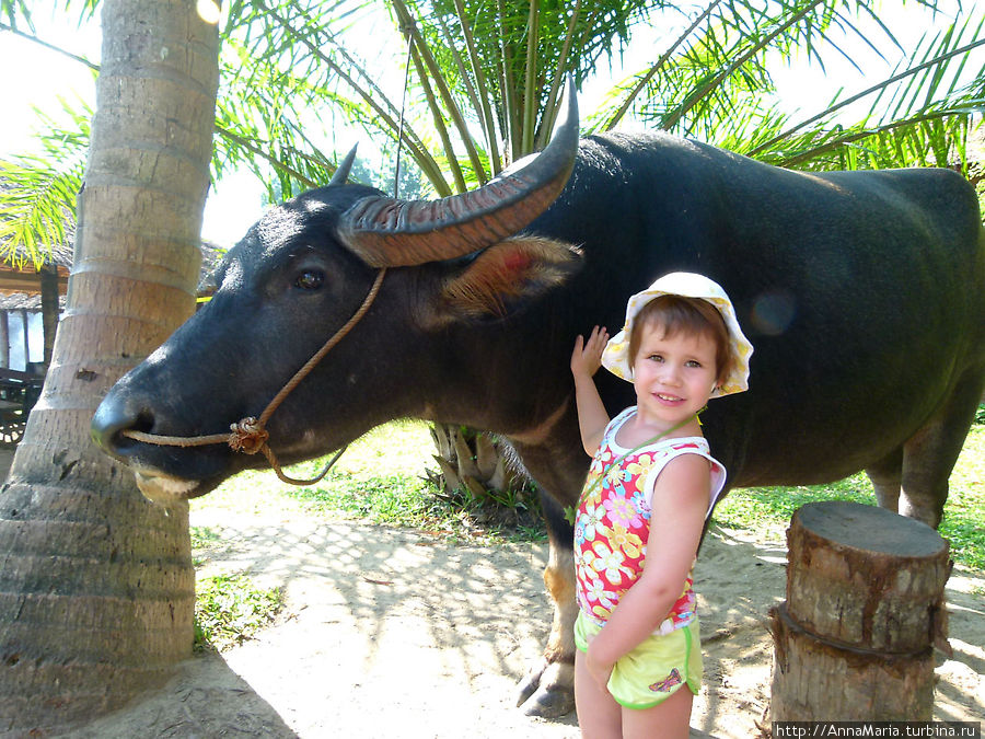 С буйволом Остров Пхукет, Таиланд