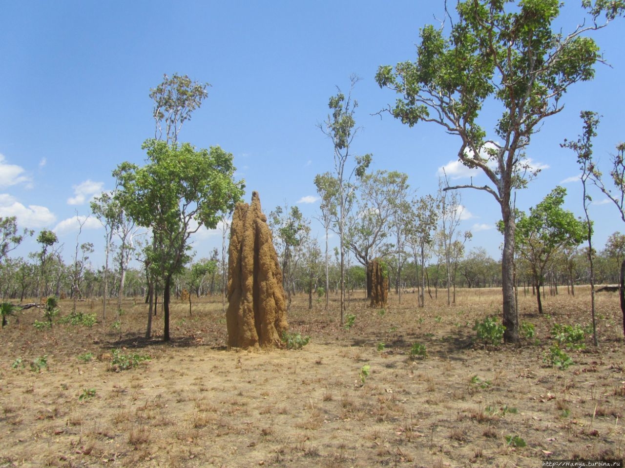 Соборные термитники Какаду Национальный Парк, Австралия