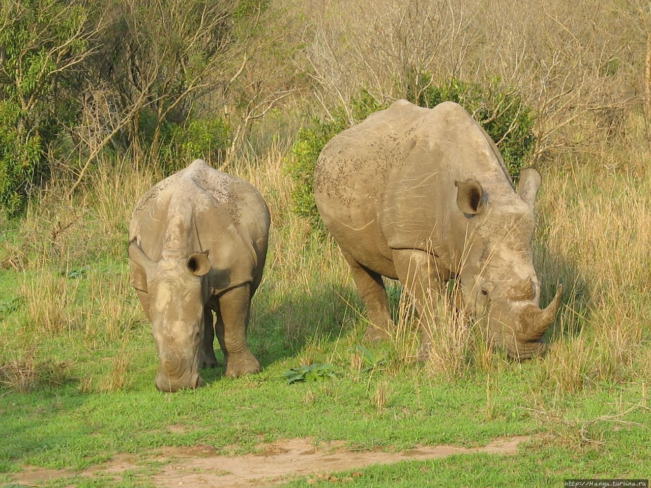 Парк Hluhluwe Imfolozi Game Reserve Шлушлуве-Умфолози Национальный Парк, ЮАР