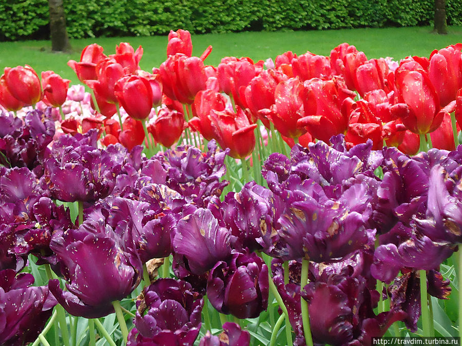 Цветочный рай для милых дам Кёкенхоф, Нидерланды