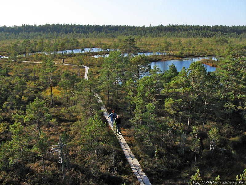 Вид со смотровой вышки Болота Виру природный парк, Эстония