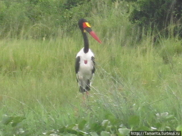 Марабу под дождём Мёрчисон-Фоллс Национальный Парк, Уганда